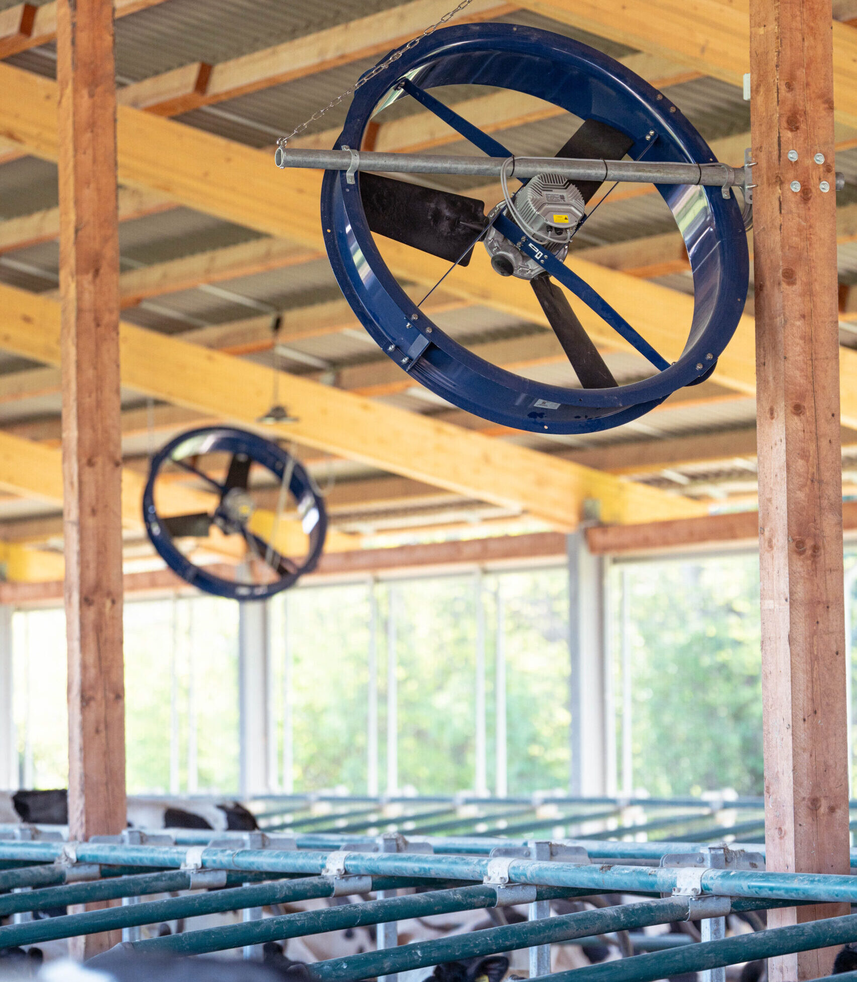 Ventilation im Kuhstall - verhindert Hitzestress